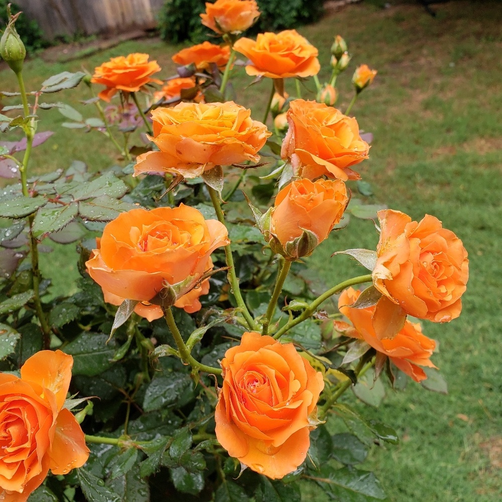 Meet your Posher, Tracy